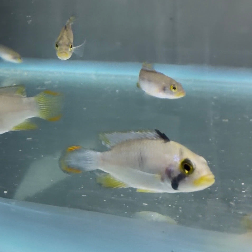 Apistogramma panduro 3.5cm