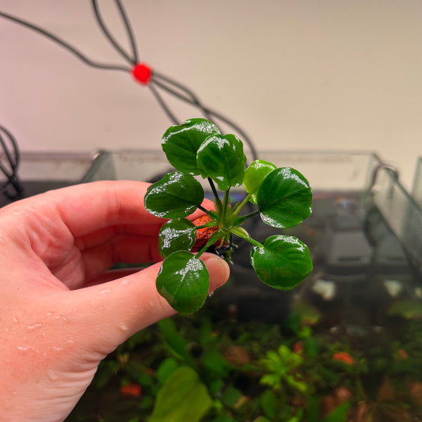 Anubias Panda Coin Reverted 2 for $90