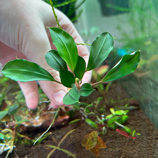 Bucephalandra Red Heart (Emersed)