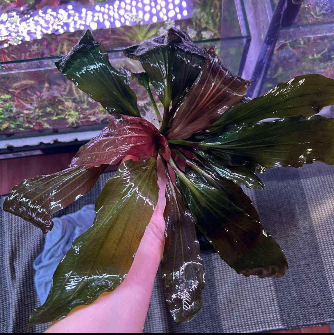 Echinodorus Black Beauty - RARE (See description)