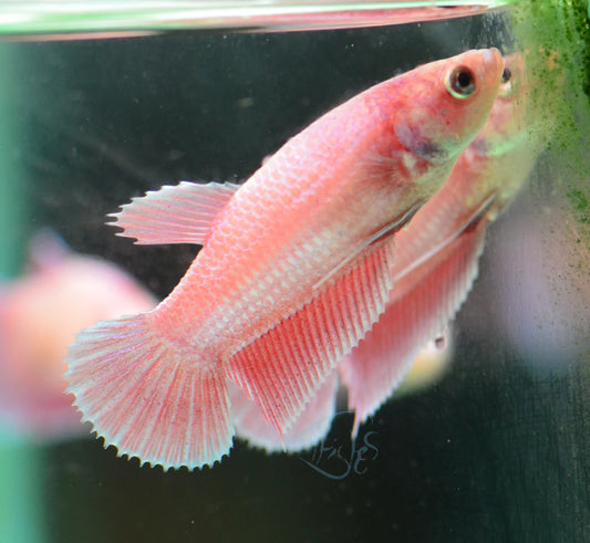 Violet Halfmoon Plakat Female Betta 3-4cm