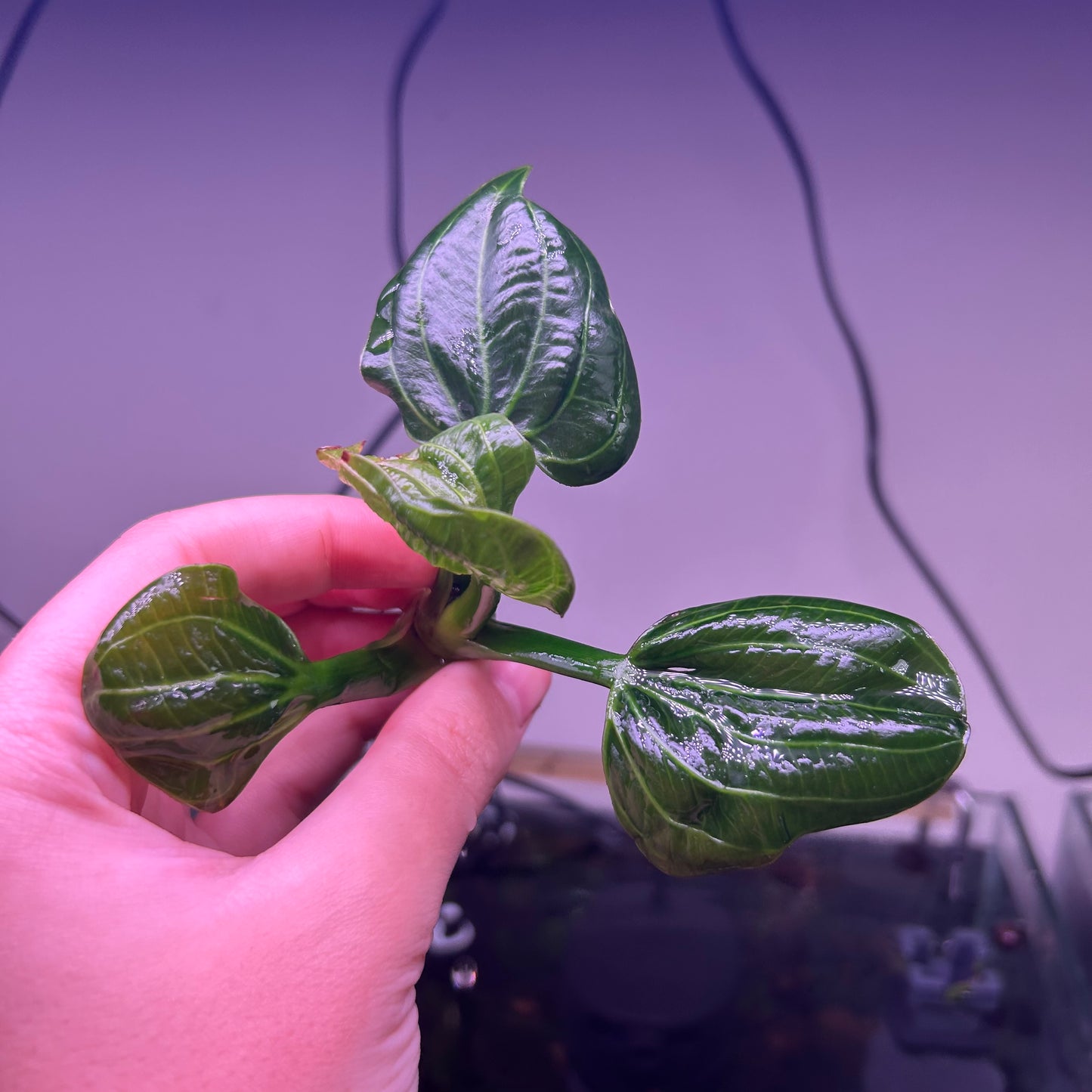 Echinodorus Iguazu 2009 ★