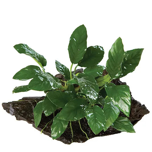 Anubias Paco - Medium Driftwood