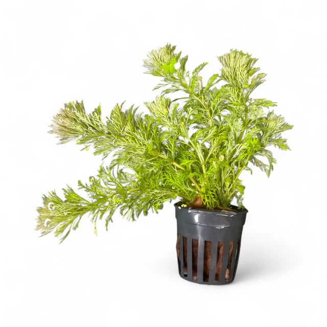 Ambulia limnophilia sessiliflora