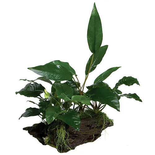 Mini-Garden - Extra Large