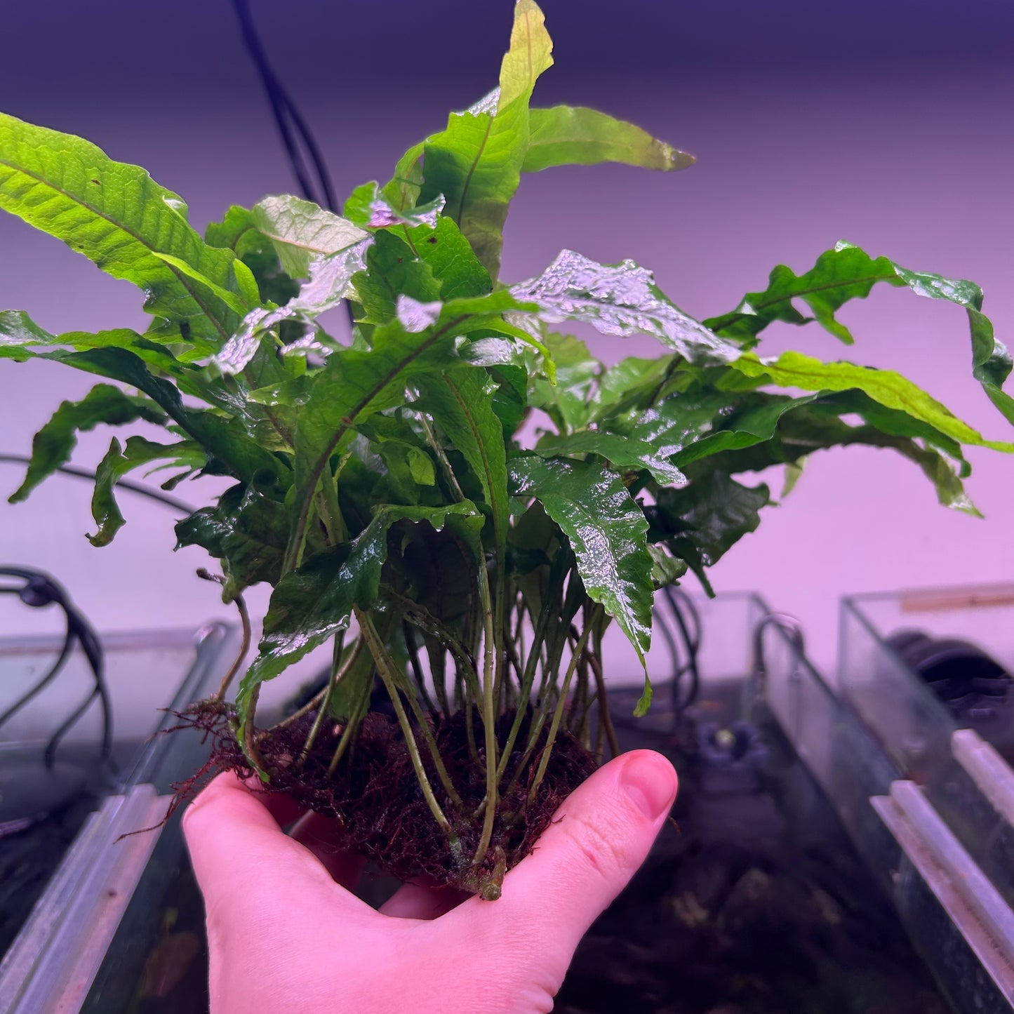 Java Fern ‘Tropica’ - Emersed Grown Super RARE
