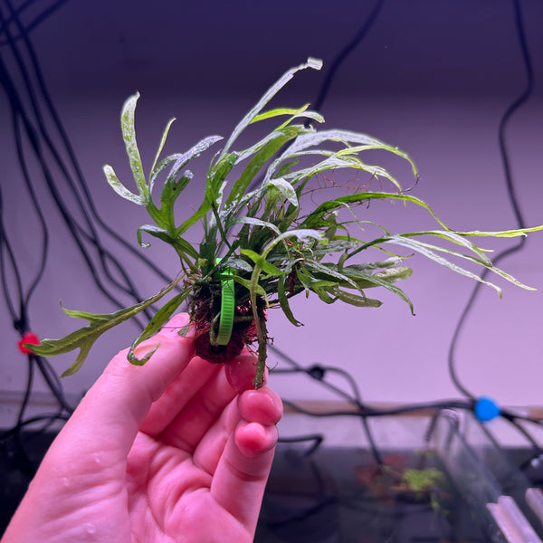 Trident Java Fern ★