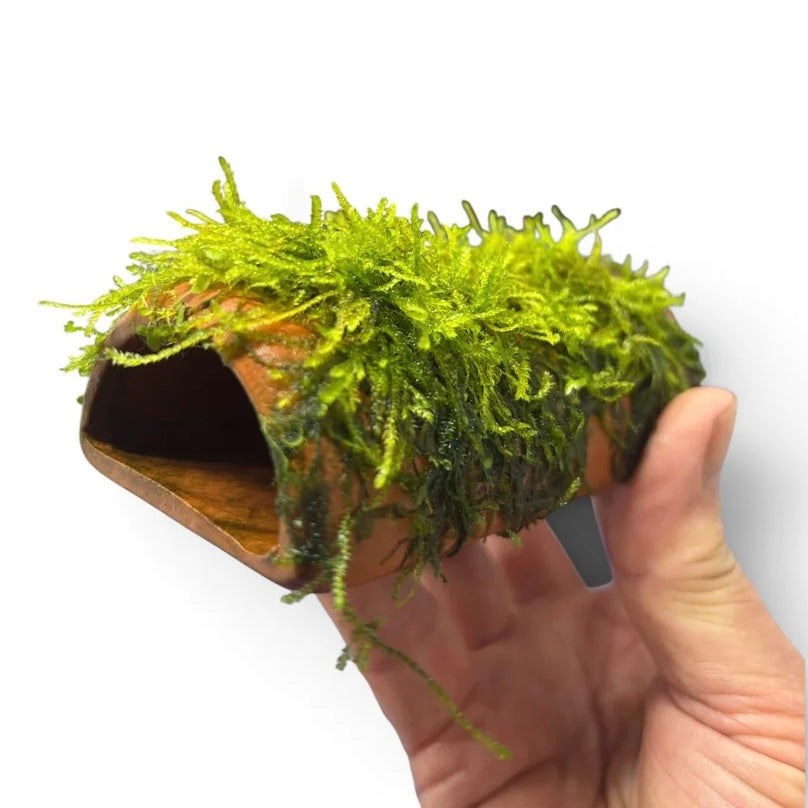 Terracotta Pleco Cave with Moss