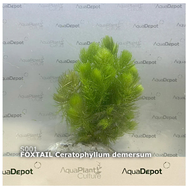 Ceratophyllum demersum (Foxtail)