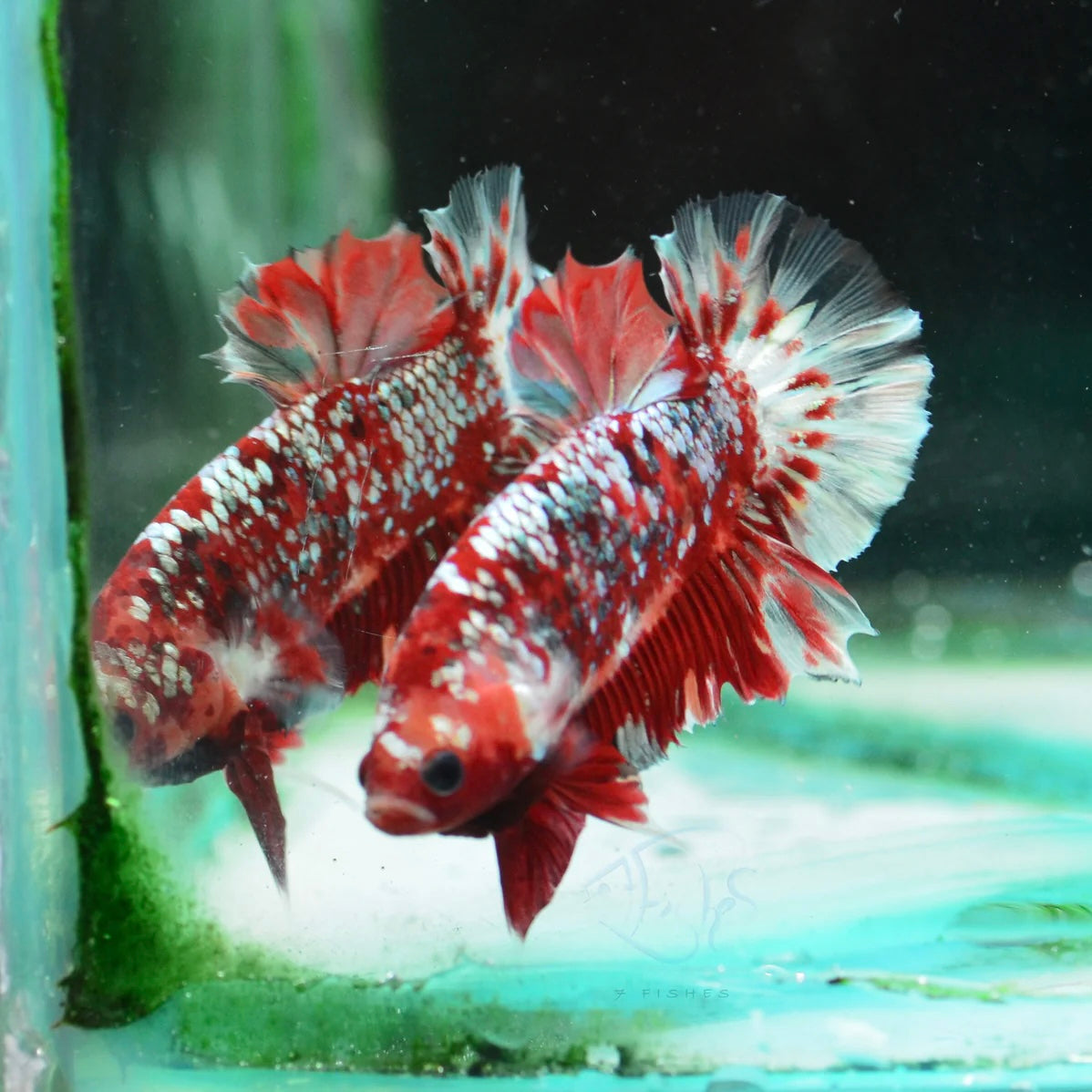 Red Gold Galaxy HMPK Male Betta 4cm