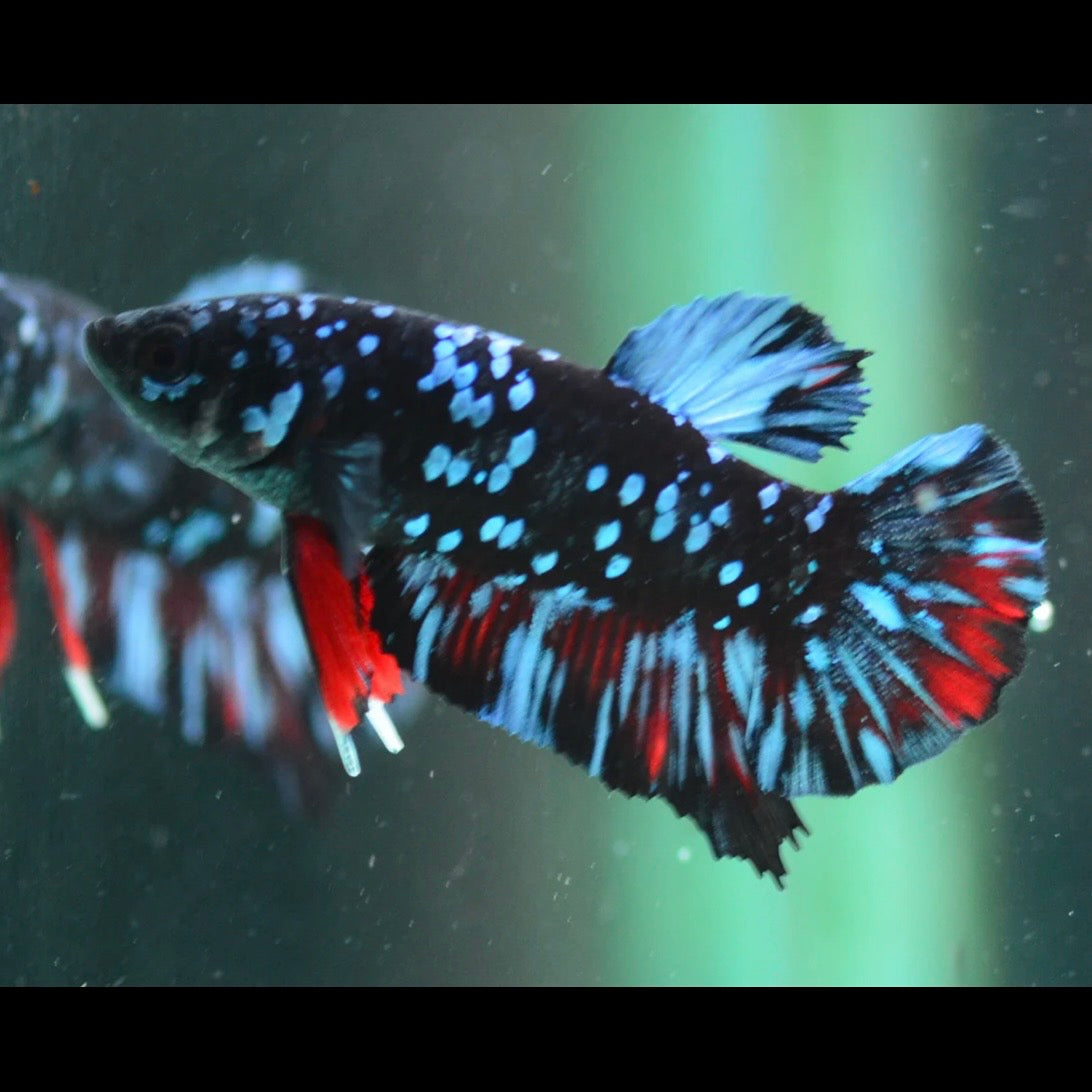 Blue Avatar Halfmoon Plakat Male Betta 4cm
