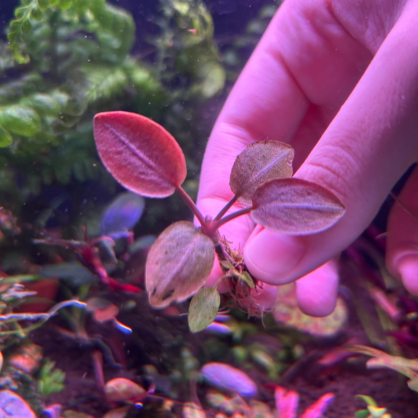 Lagenandra meeboldii  ‘Bleeding Heart’ - Aquarium Fish Tank Aquatic Plant RARE