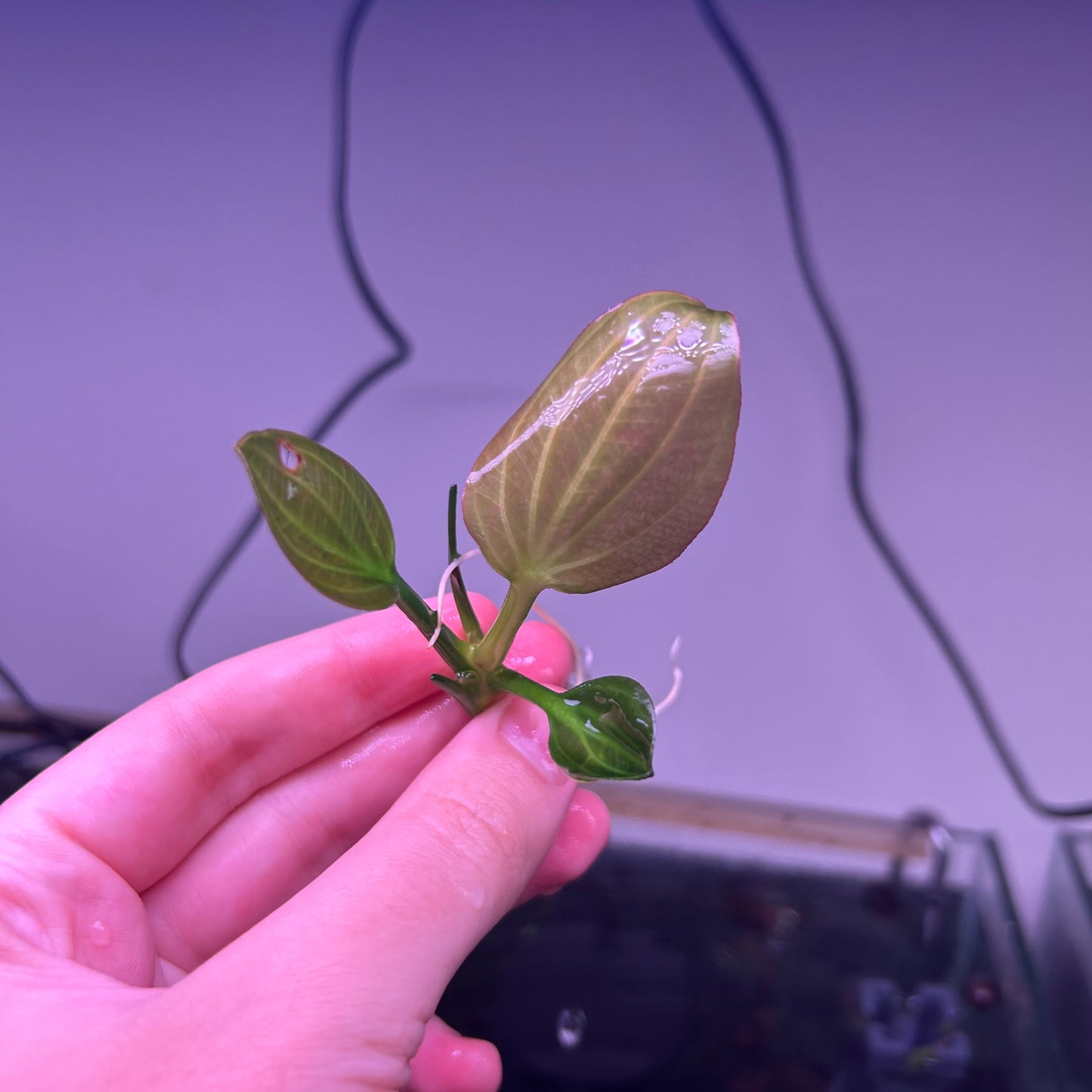 Echinodorus Iguazu 2009 ★