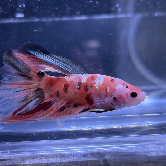 Giant Halfmoon Multicolour/Koi Male Betta 5-6cm (B)