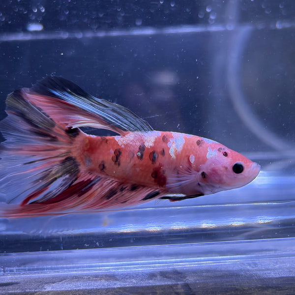 Giant Halfmoon Multicolour/Koi Male Betta 5-6cm (B)