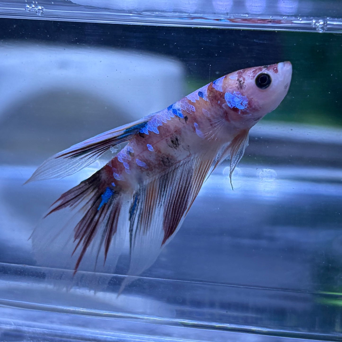 Halfmoon Multicolour/Koi Male Betta 3.5cm (I)