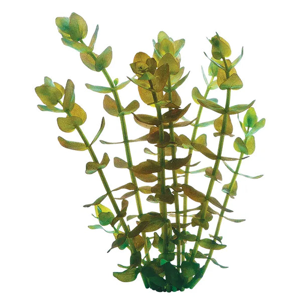 Bacopa caroliniana