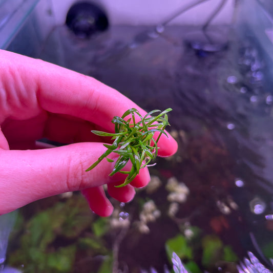 Crypt Parva Mini - Aquarium Plant RARE