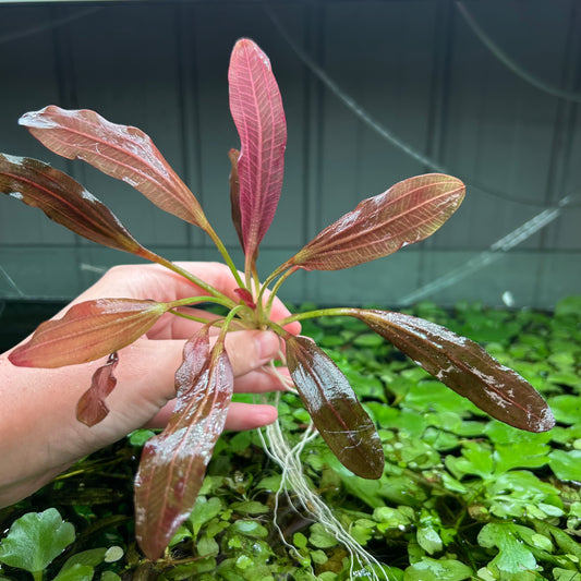 Echinodorus Black Beauty - RARE (See description) ★