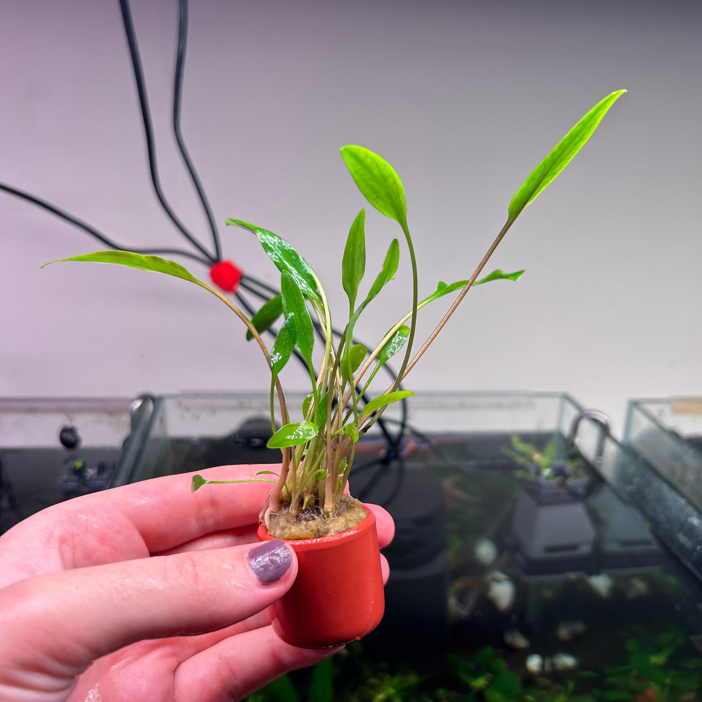 Assorted Cryptocoryne Potted 3cm Terracotta Pot ★