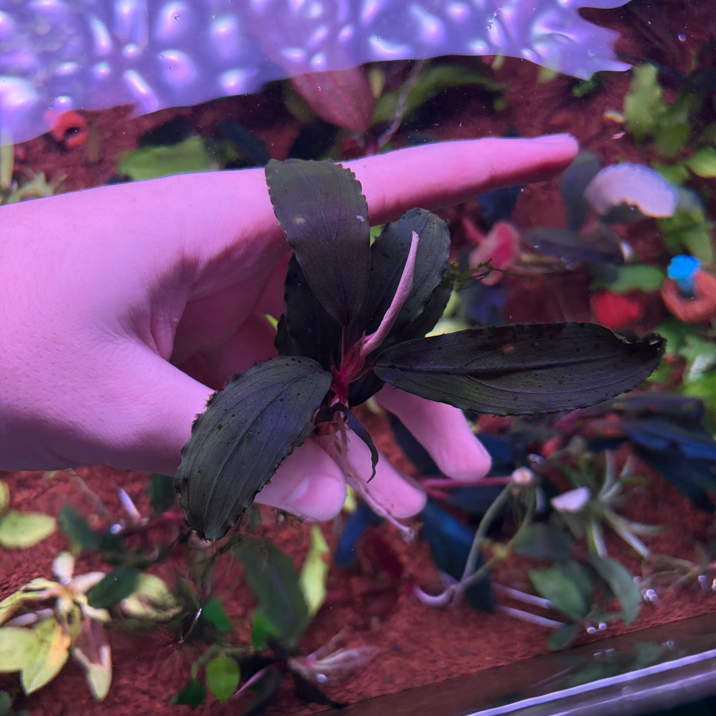 Assorted Bucephalandra ★