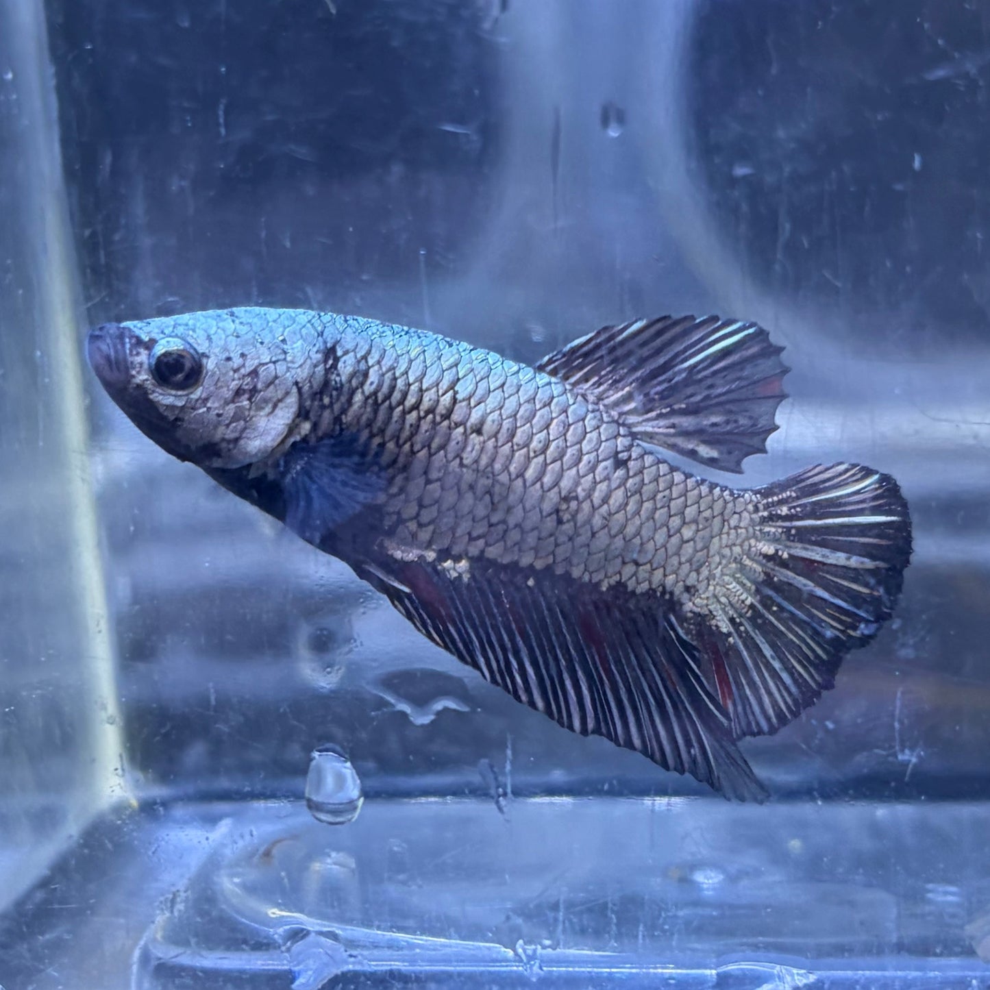 Samurai Betta 3.5cm Male (Example Only)