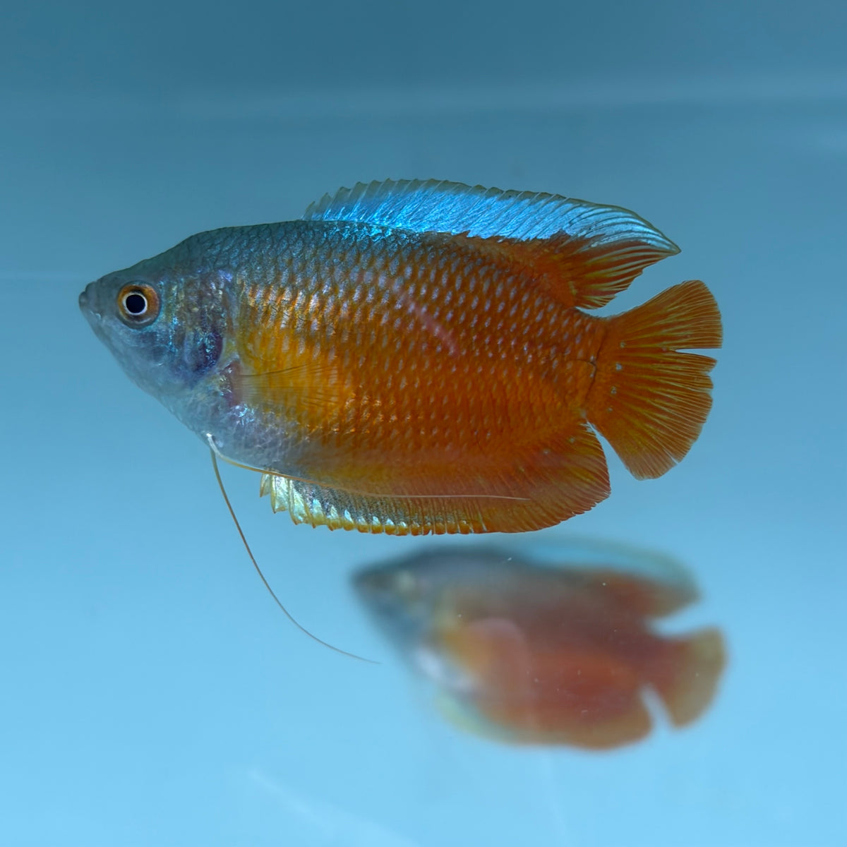 Red Flame Dwarf Gourami 5cm