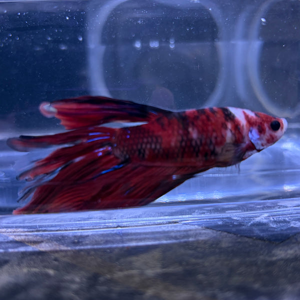 Giant Halfmoon Multicolour/Koi Male Betta 5-6cm (D)