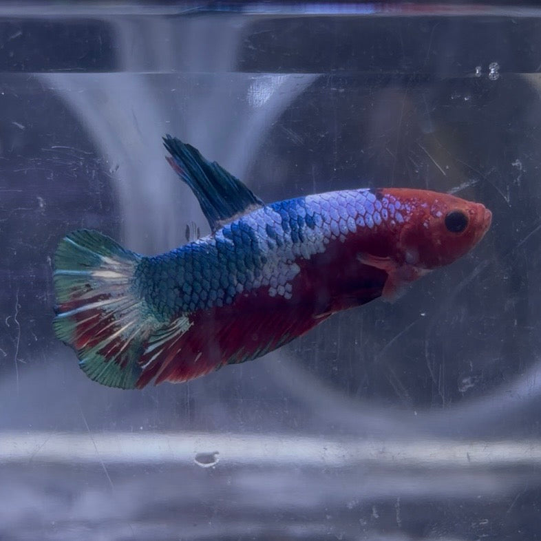 Red Hellboy Male Betta 3.5cm (A)