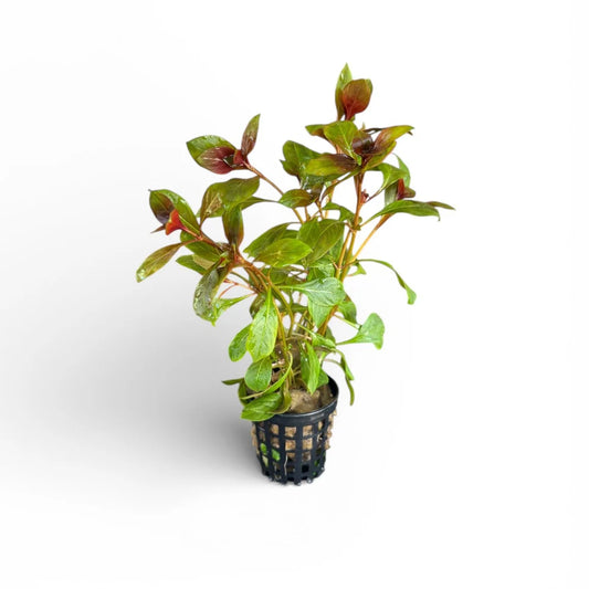 Ludwigia repens ‘Rubin’