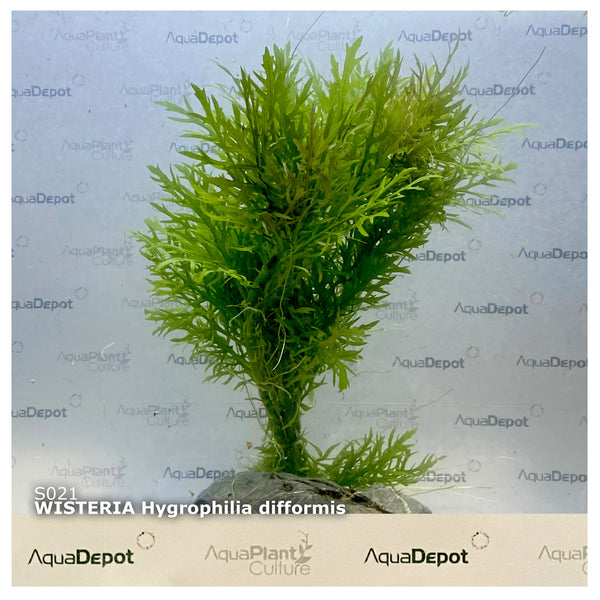 Hygrophila difformis (Wisteria)