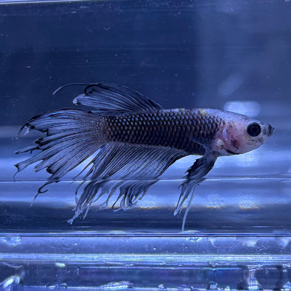 Crowntail Male Betta 3cm (A)