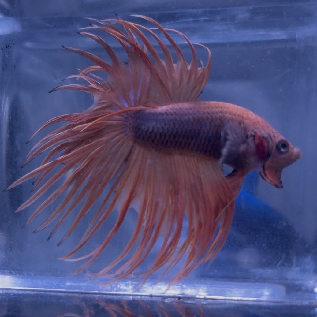 Fancy Crowntail Male Betta 3.5cm (F)