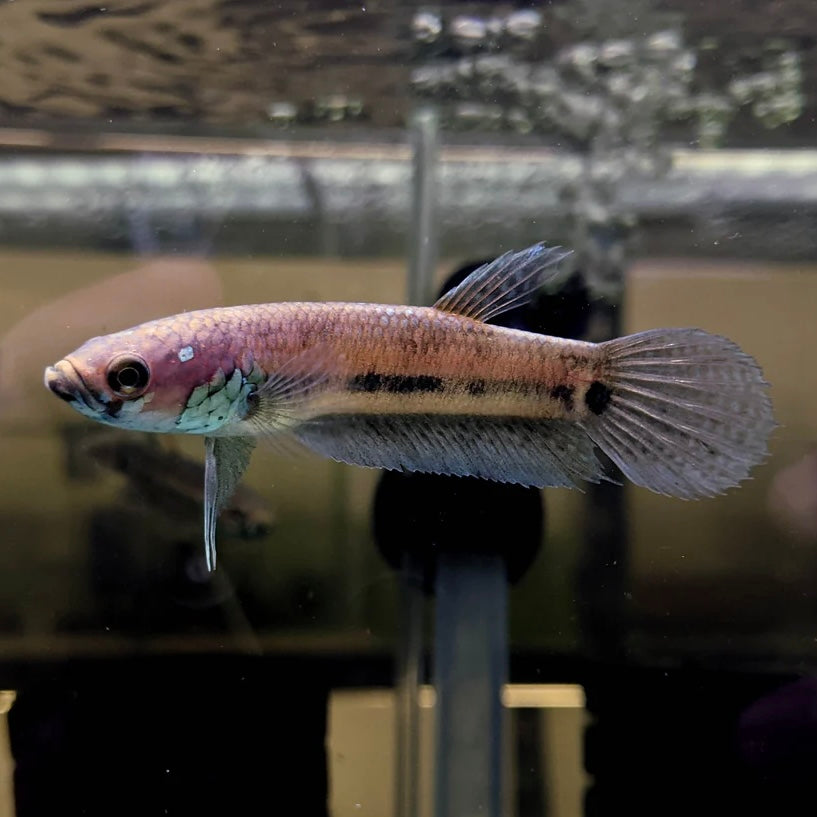 Betta Ocellata Wild Pair 8cm