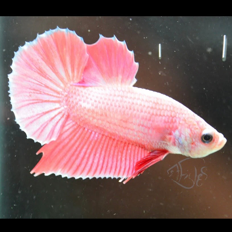 Violet Halfmoon Plakat Male Betta 3-4cm