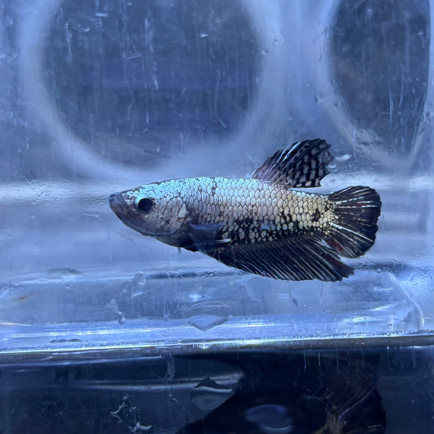 Black Samurai Male Betta 3.5cm (A)