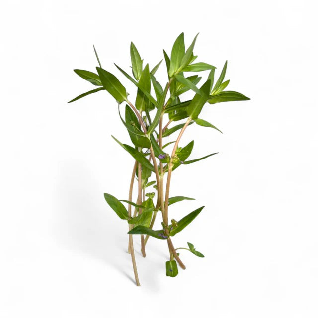 Nesea triflora