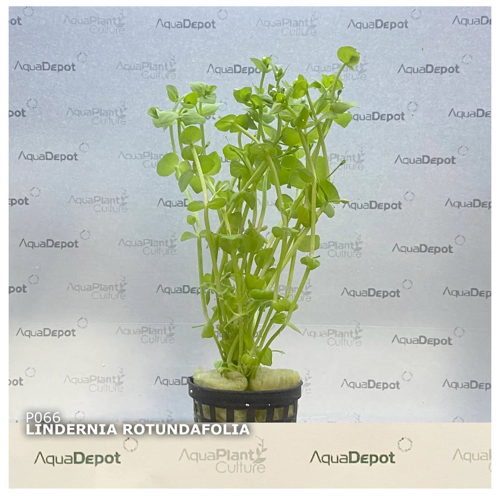 Lindernia rotundifolia