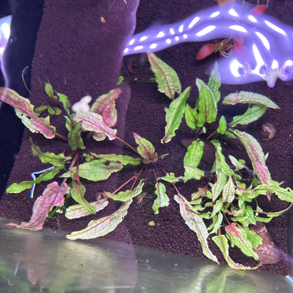 Crypt Green Gecko Lot