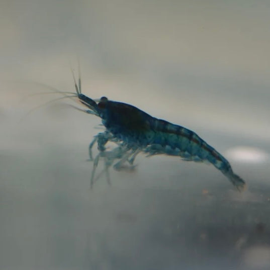 Blue Dream Cherry Shrimp 1cm