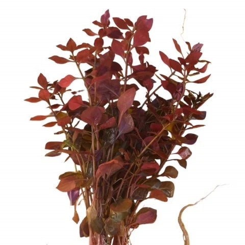 Ludwigia palustris "super mini red"