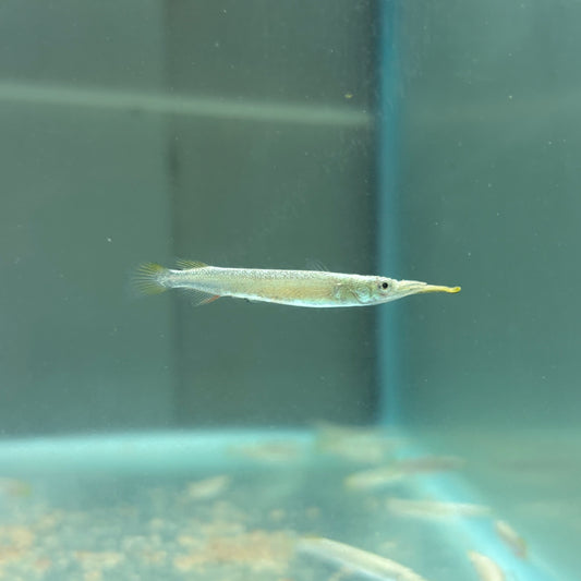 Malayan Half Beak 3-4cm