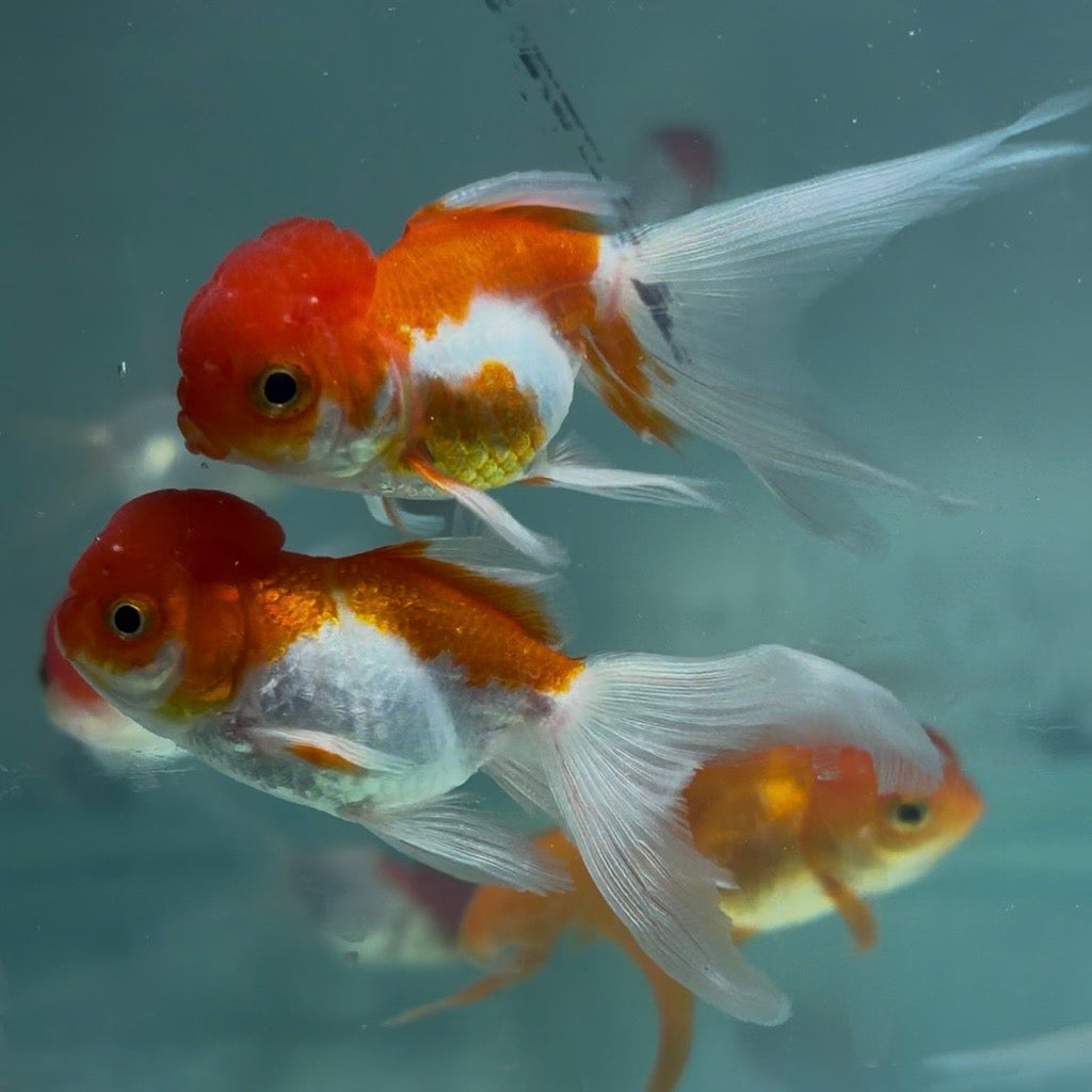 Red & White Oranda Goldfish Long Tail 6cm