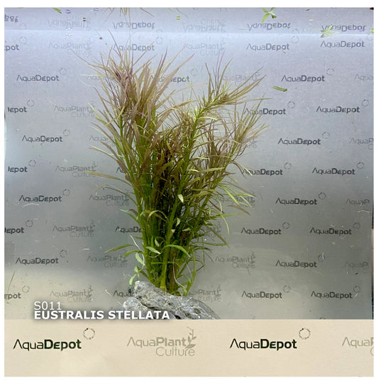 Eustralis Stellata aka Pogostemon stellatus
