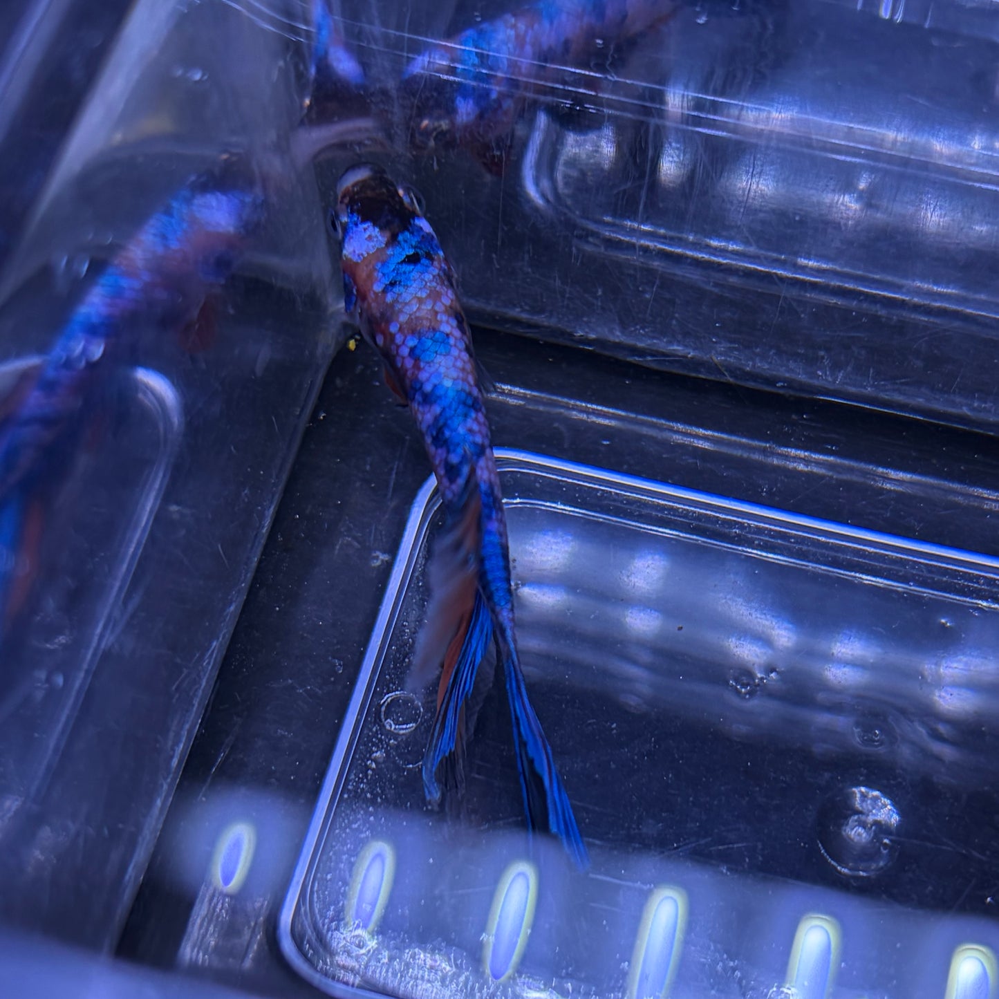 Halfmoon Multicolour/Koi Male Betta 3.5cm (B)