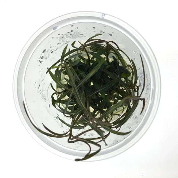 Hygrophila Lancea - Tissue Culture