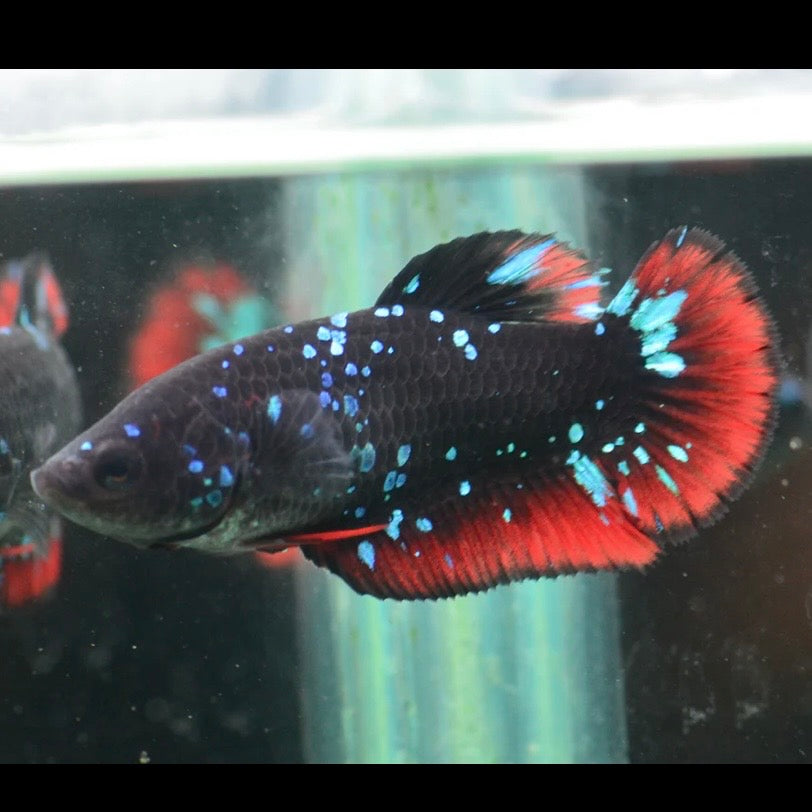 Blue Avatar Halfmoon Plakat Female Betta 4cm