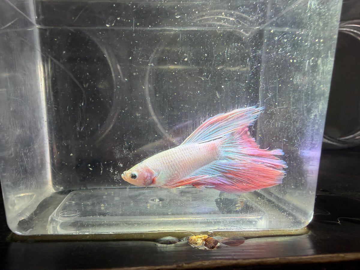 Pink Betta 3.5cm Male (Example Only)