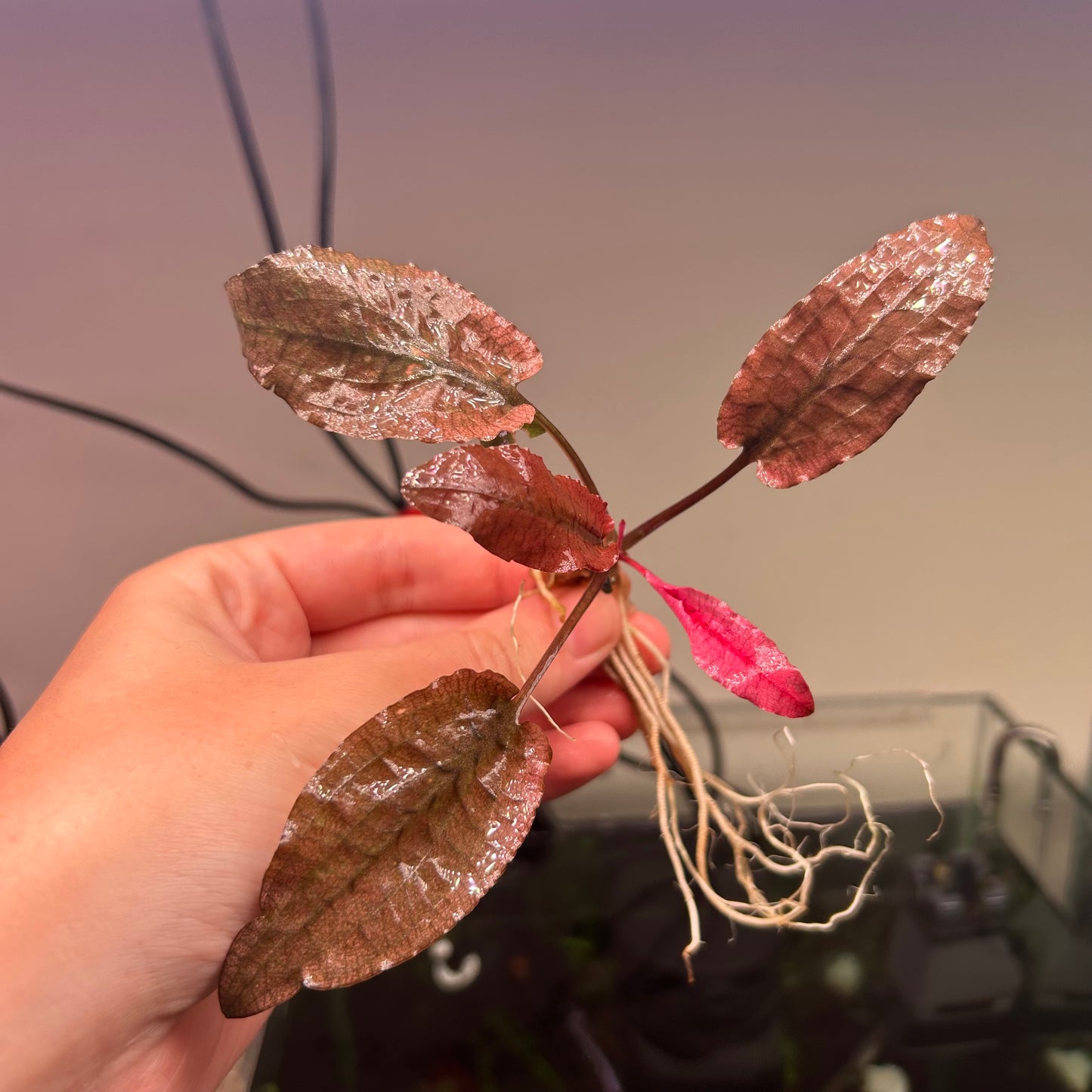 5x Large Crypt Pink Flamingo *Special*