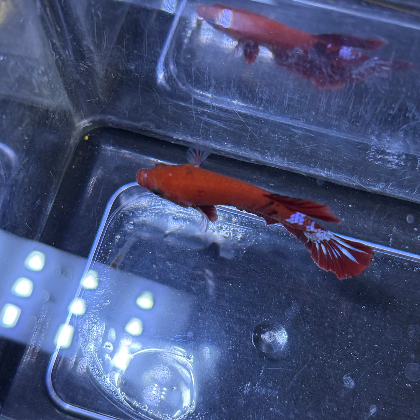 Red Hellboy Male Betta 3.5cm (B)
